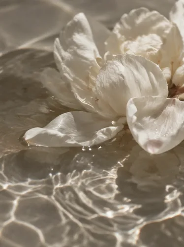 White flowers floating in water